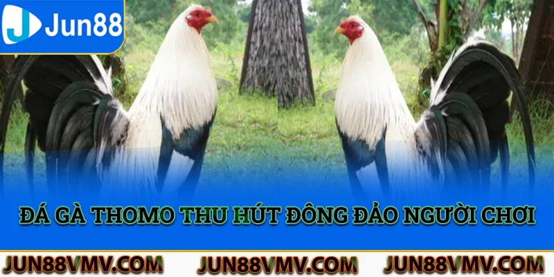 Hình thức đá gà Thomo thu hút đông đảo người chơi