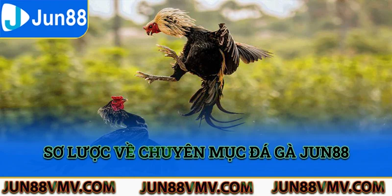 Sơ lược về chuyên mục đá gà tại nền tảng Jun88